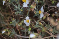 Helianthemum