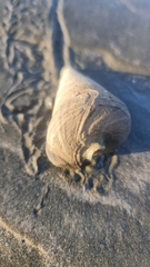 Telescopium telescopium