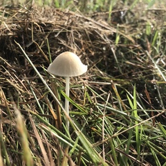 Conocybe apala albipes