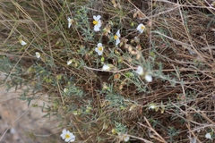 Helianthemum
