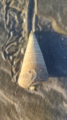 Telescopium telescopium