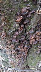 Inonotus mikadoi