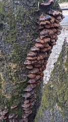 Inonotus mikadoi