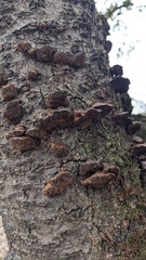 Inonotus mikadoi