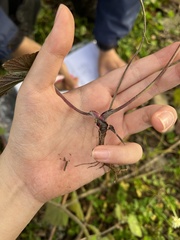 Eriocapitella vitifolia