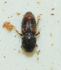 Scolytus amygdali