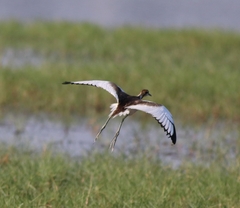 Hydrophasianus chirurgus