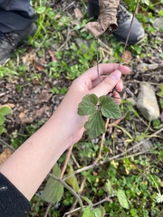 Eriocapitella vitifolia