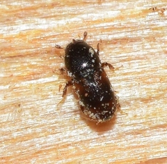 Scolytus amygdali