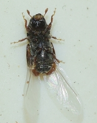 Scolytus amygdali