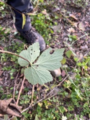 Eriocapitella vitifolia