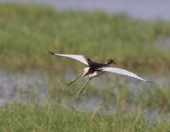 Hydrophasianus chirurgus