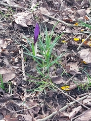 Crocus vernus