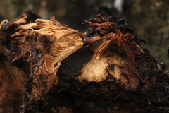 Ischnoderma benzoinum