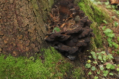 Ischnoderma benzoinum