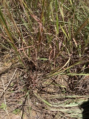 Monocymbium ceresiiforme