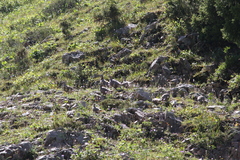 Tetraogallus