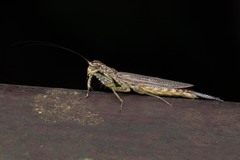 Chaeteessa