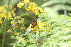 Oreixenica kershawi