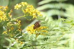 Oreixenica kershawi