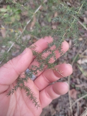 Asparagus acutifolius