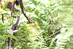Oreixenica kershawi
