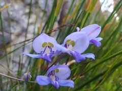 Disa graminifolia