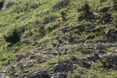 Tetraogallus himalayensis