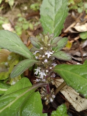 Ajuga taiwanensis