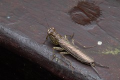 Chaeteessa