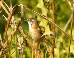 Acrocephalus agricola