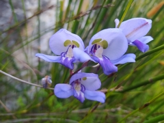 Disa graminifolia