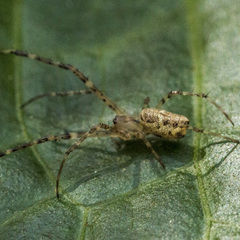 Tylorida