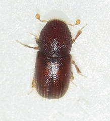 Coccotrypes dactyliperda