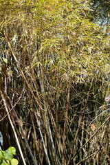 Bambusa stenostachya