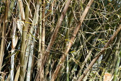 Bambusa stenostachya