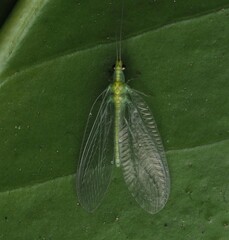 Mallada basalis