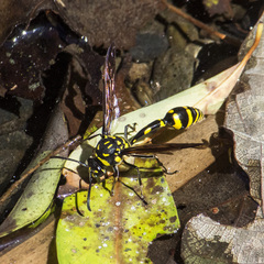 Phimenes flavopictus