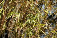 Bambusa stenostachya