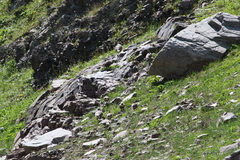 Tetraogallus himalayensis