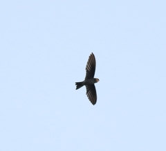 Aerodramus unicolor