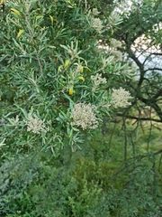 Buddleja saligna