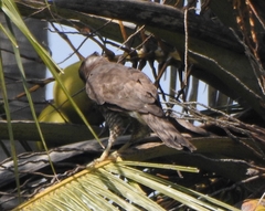 Accipiter trivirgatus
