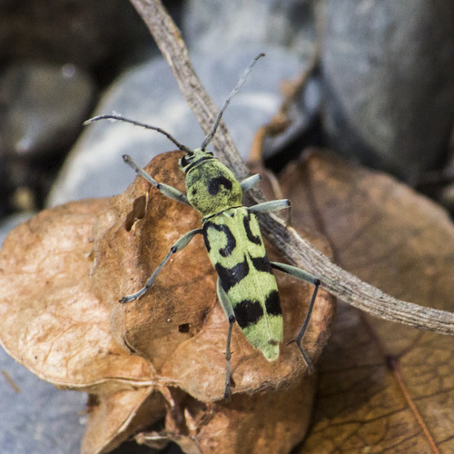 Chlorophorus kanekoi
