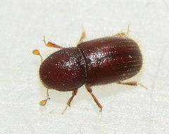 Coccotrypes dactyliperda