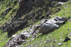 Tetraogallus himalayensis