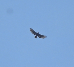 Spilornis cheela