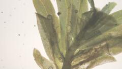 Fissidens gymnogynus