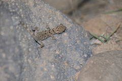 Cyrtopodion scabrum