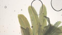 Fissidens gymnogynus